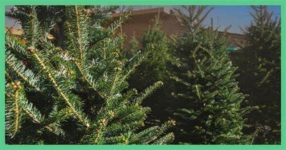 AP Fragrance Belfair Oaks Room Fragrance Air Freshener Spray Christmas Tree - Image 6
