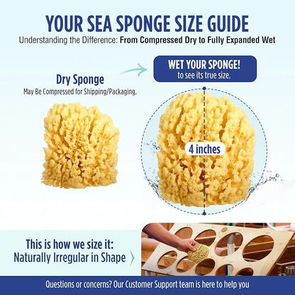 Baby Buddy Baby Bath 4in Yellow Sea Sponge, Absorbent Natural Sea Sponge - Image 7