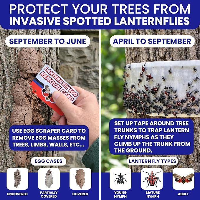 Spotted Lantern Fly Trap for Trees. 3 Sticky Fly Paper Rolls - Image 2
