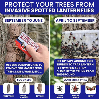 Spotted Lantern Fly Trap for Trees. 3 Sticky Fly Paper Rolls - Image 2